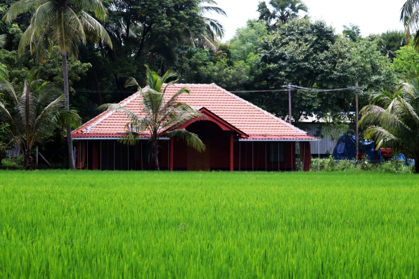 Paddy fields at Jasper Farms